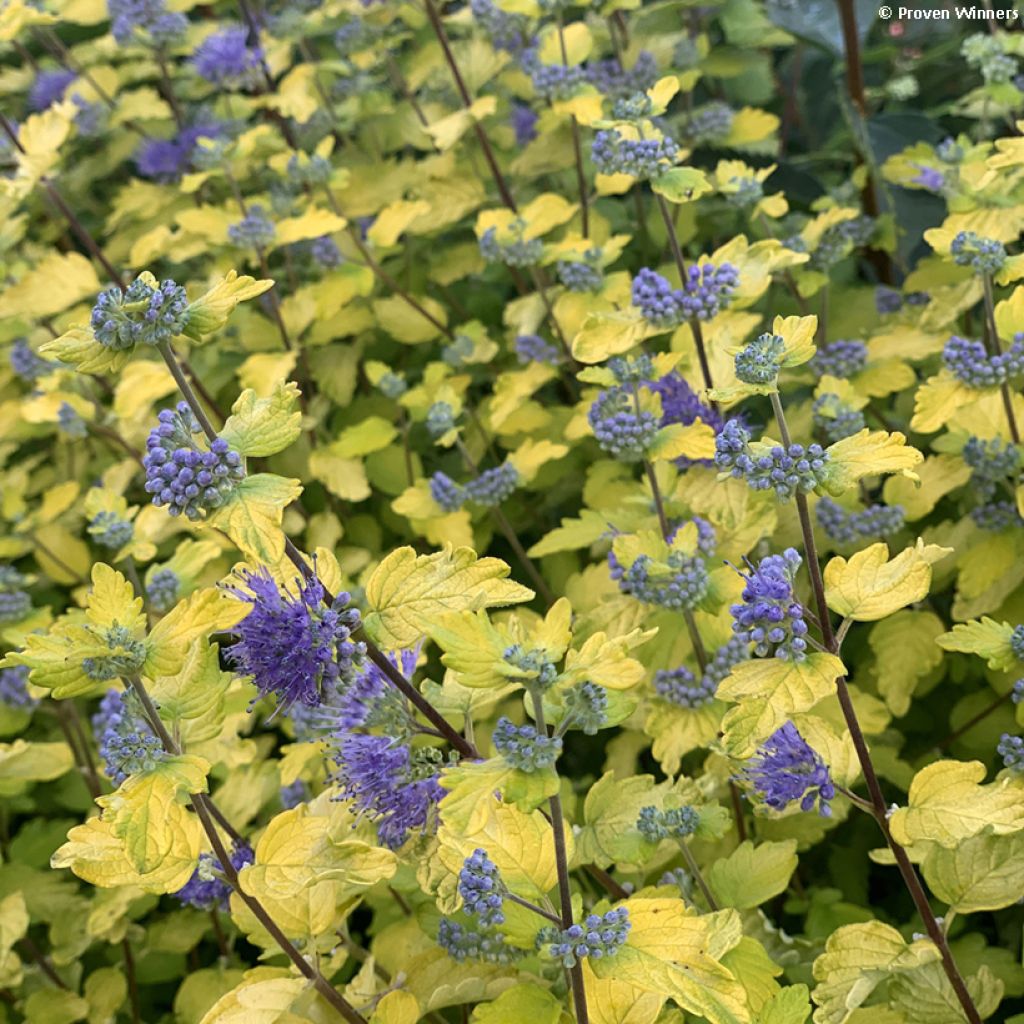 Caryopteris incana Sunny Blue