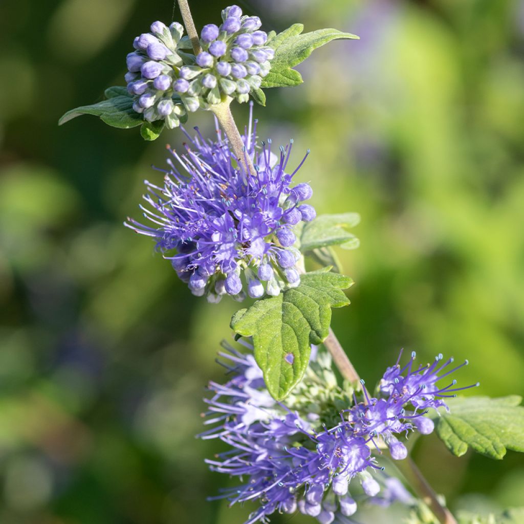 Caryopteris incana Sunny Blue