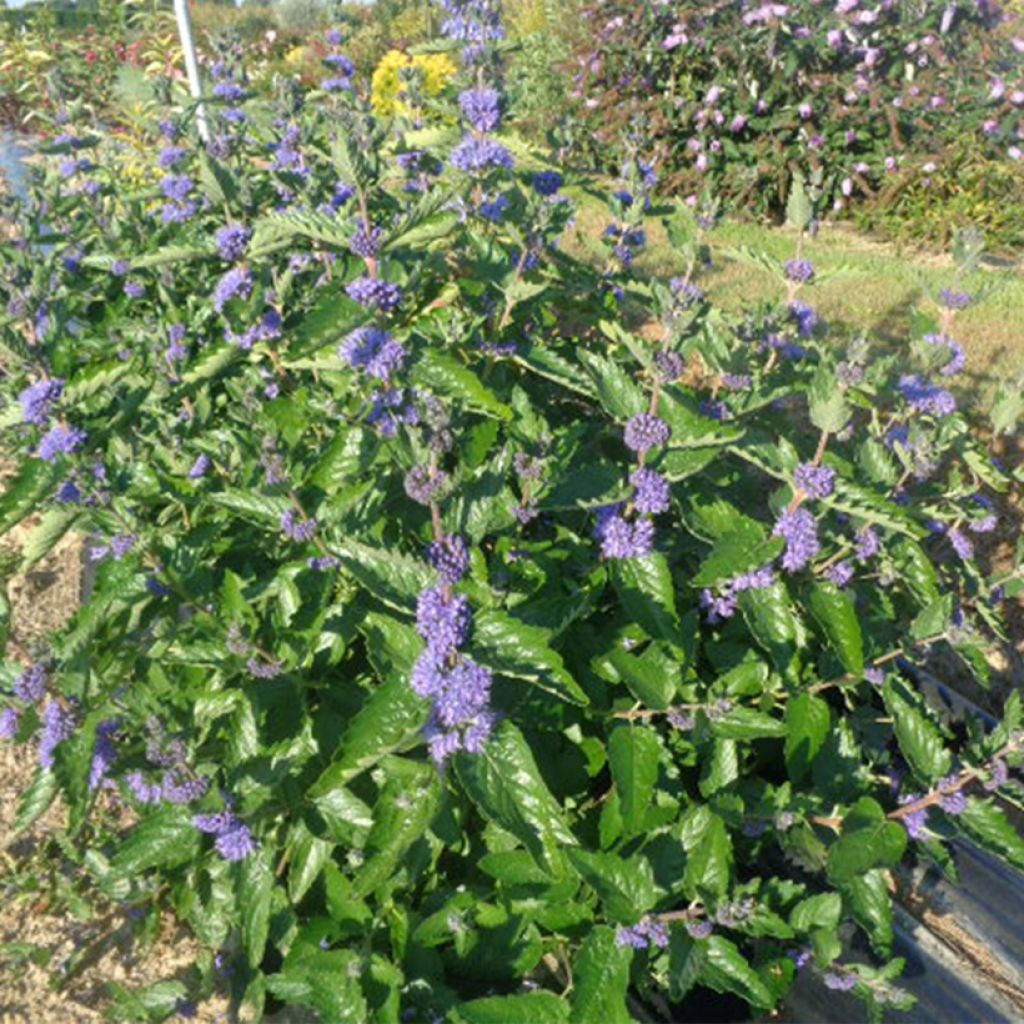 Caryopteris clandonensis Blue Fountain