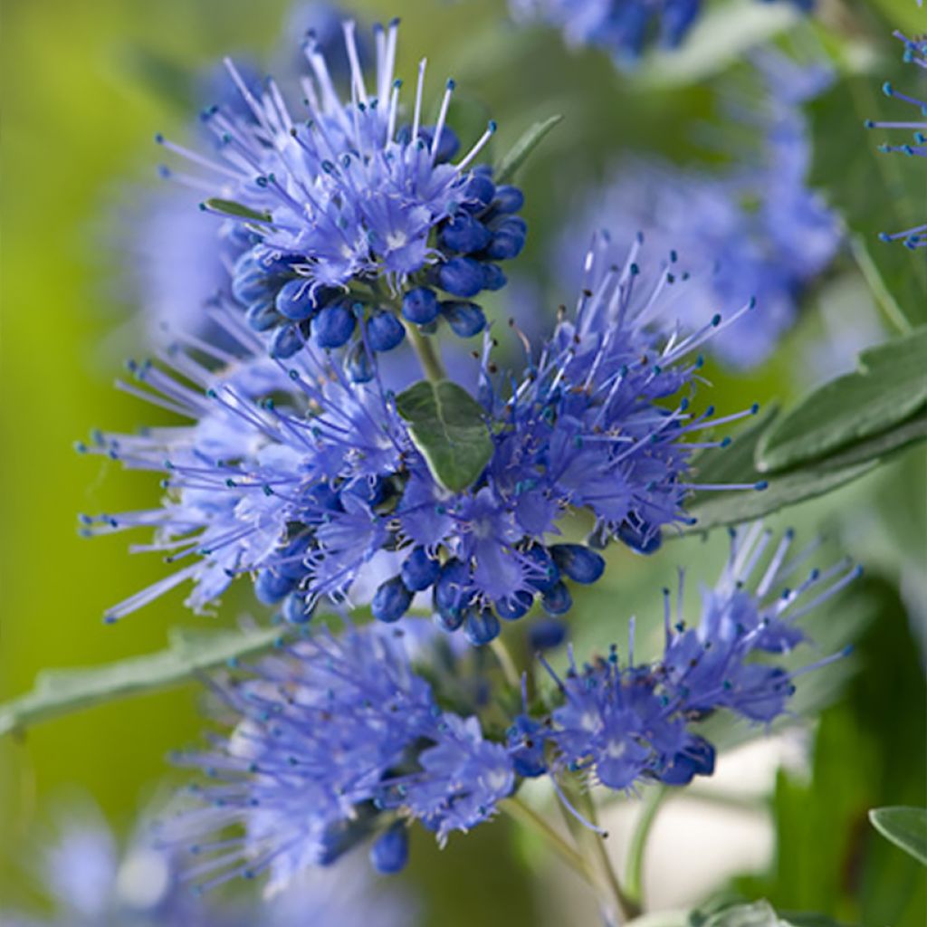 Caryopteris clandonensis Blauer Spatz