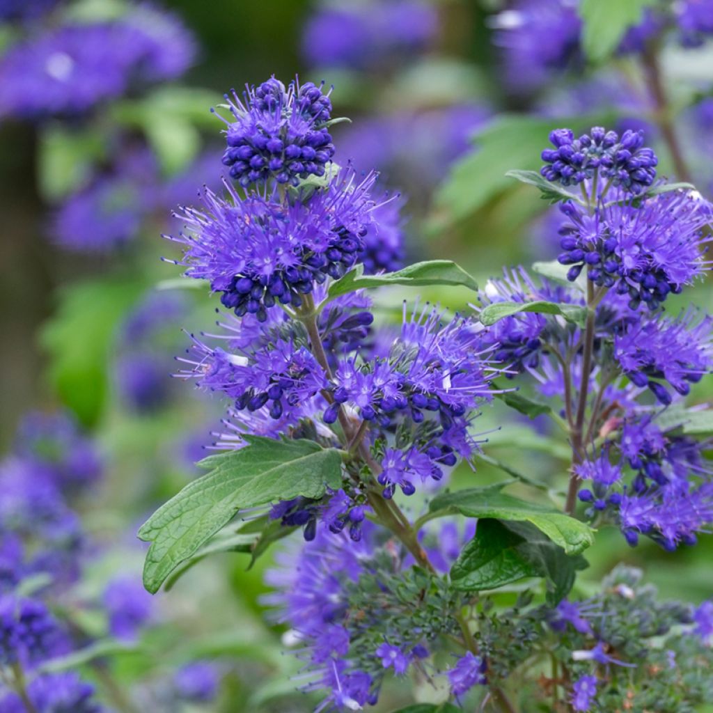 Caryopteris clandonensis Blauer Spatz