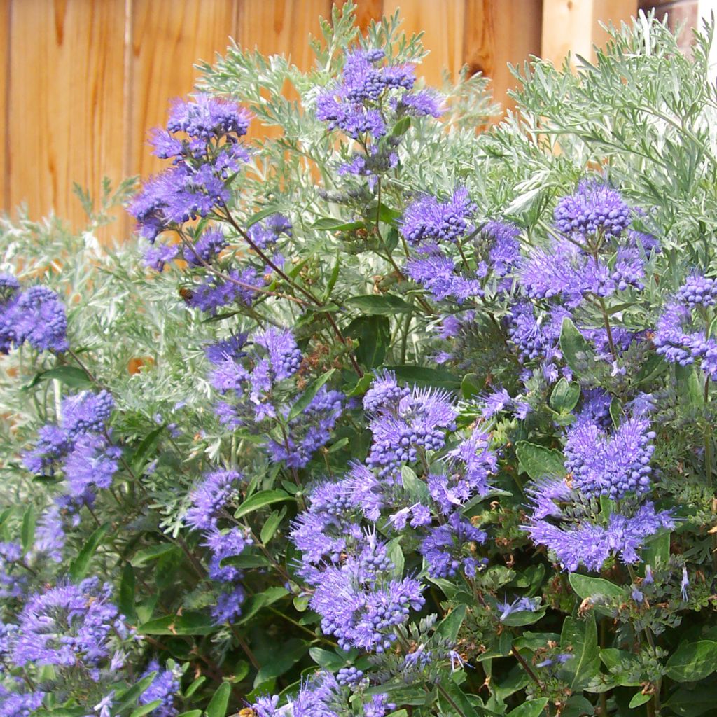 Caryopteris clandonensis Heavenly Blue