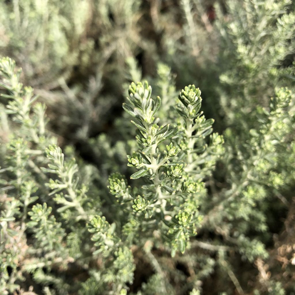 Cassinia retorta Ward Silver