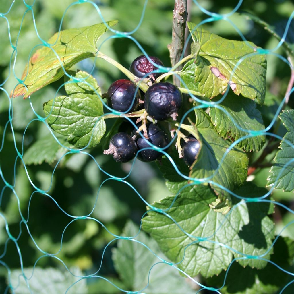 Cassissier - Ribes nigrum