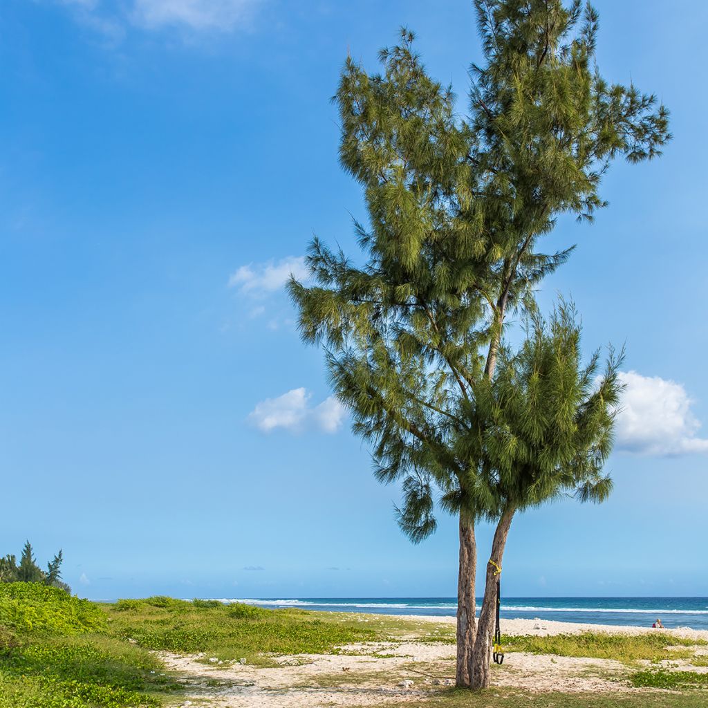 Casuarina equisetifolia - Filao, Pin australien