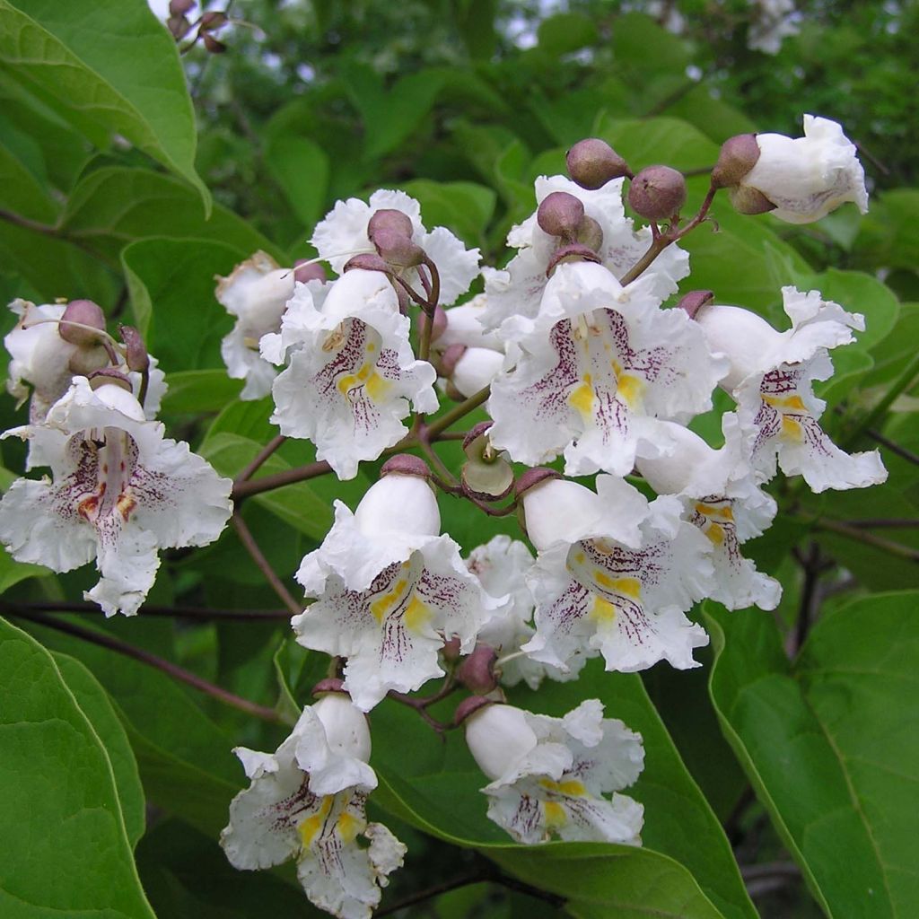 Catalpa bignonioides