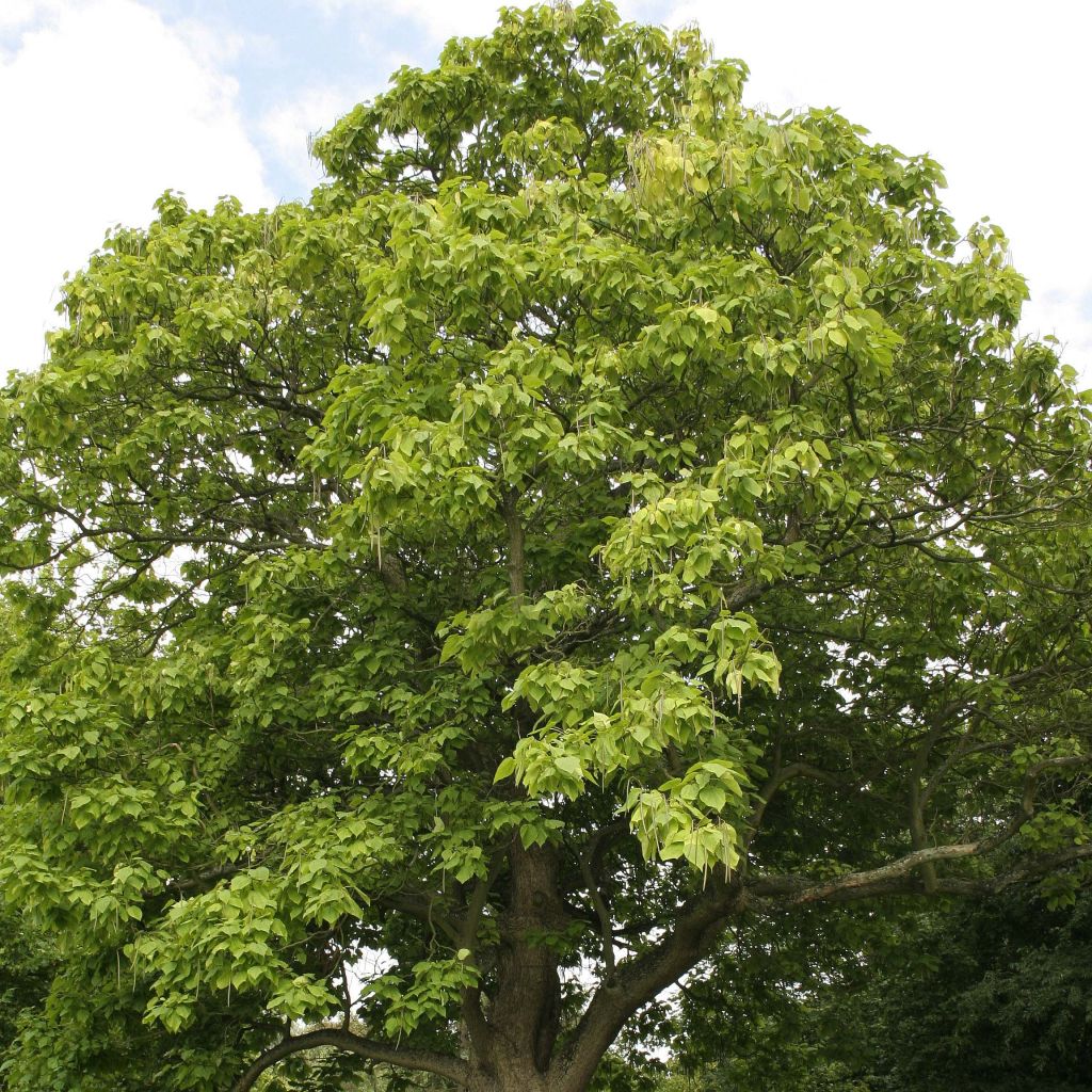 Catalpa bignonioides