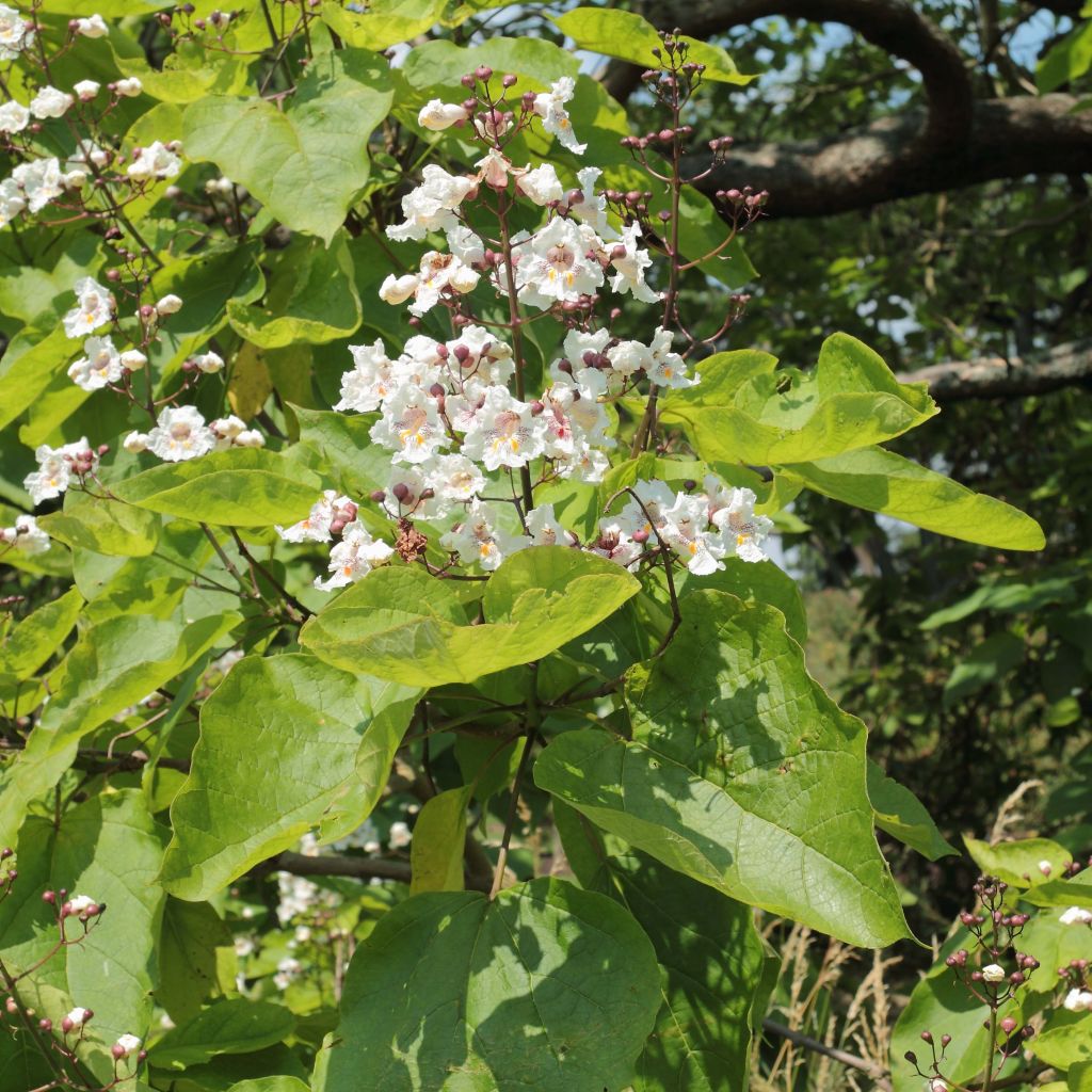 Catalpa bignonioides