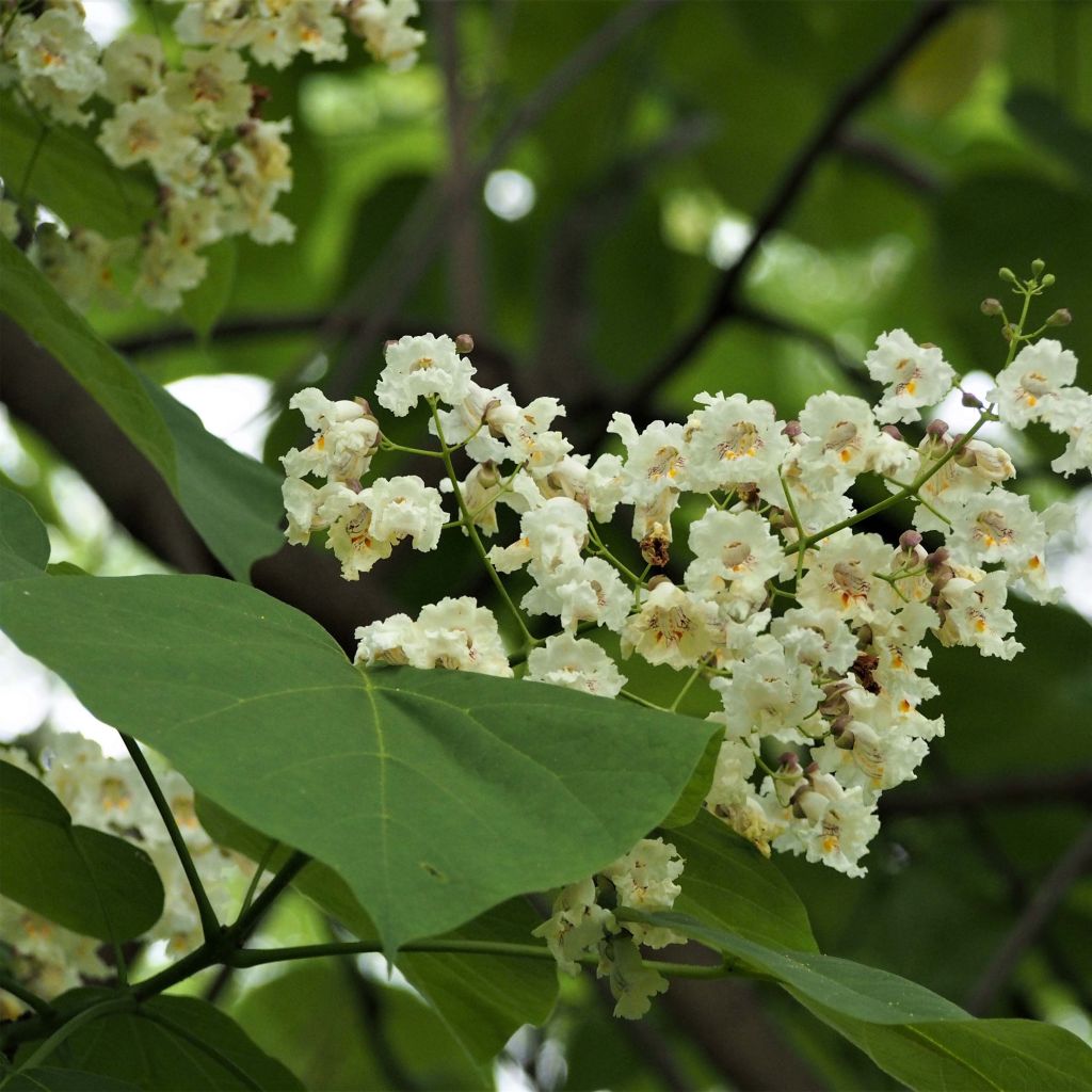 Catalpa bignonioides