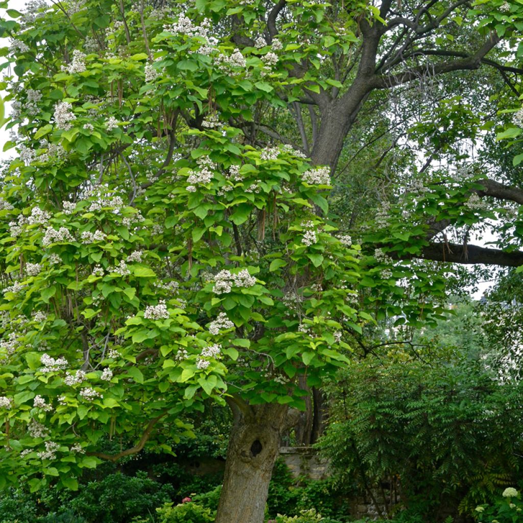 Catalpa bignonioides