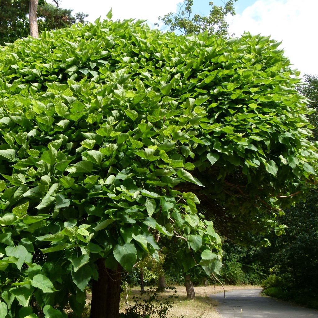 Catalpa bignonioides Nana