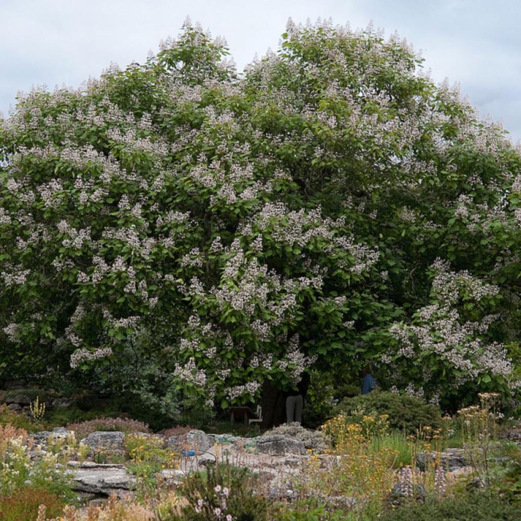 Catalpa erubescens Purpurea - Catalpa pourpre