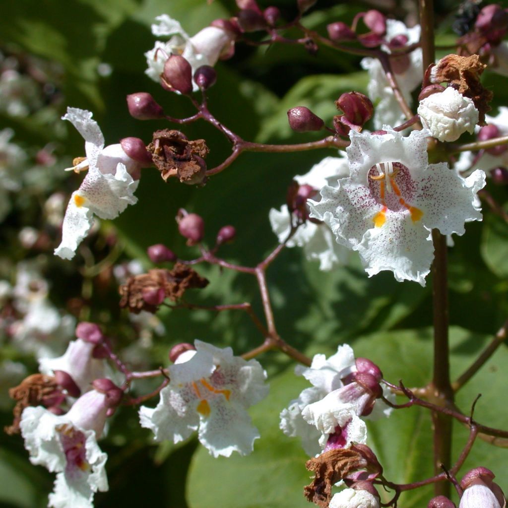 Catalpa erubescens Purpurea