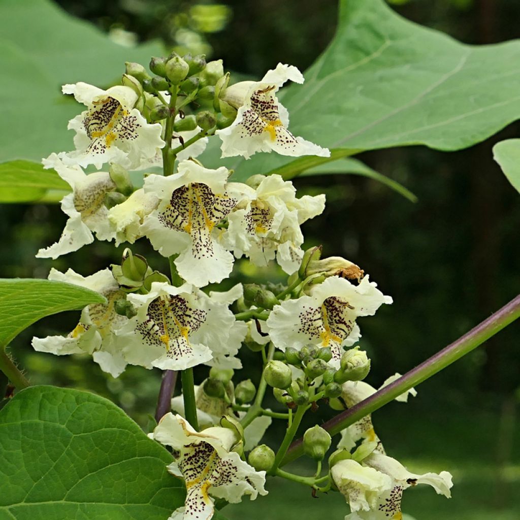 Catalpa ovata Slender Silhoutte