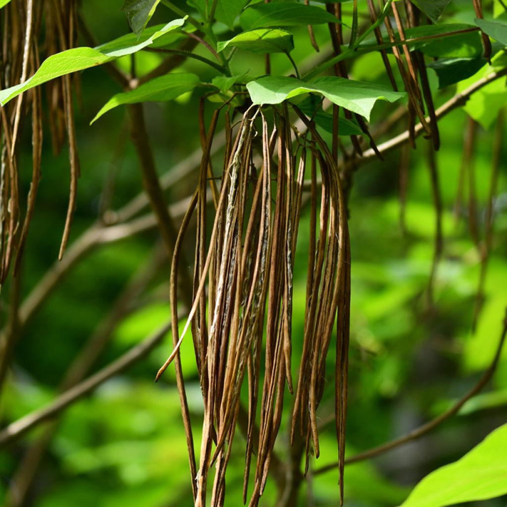 Catalpa ovata Slender Silhoutte