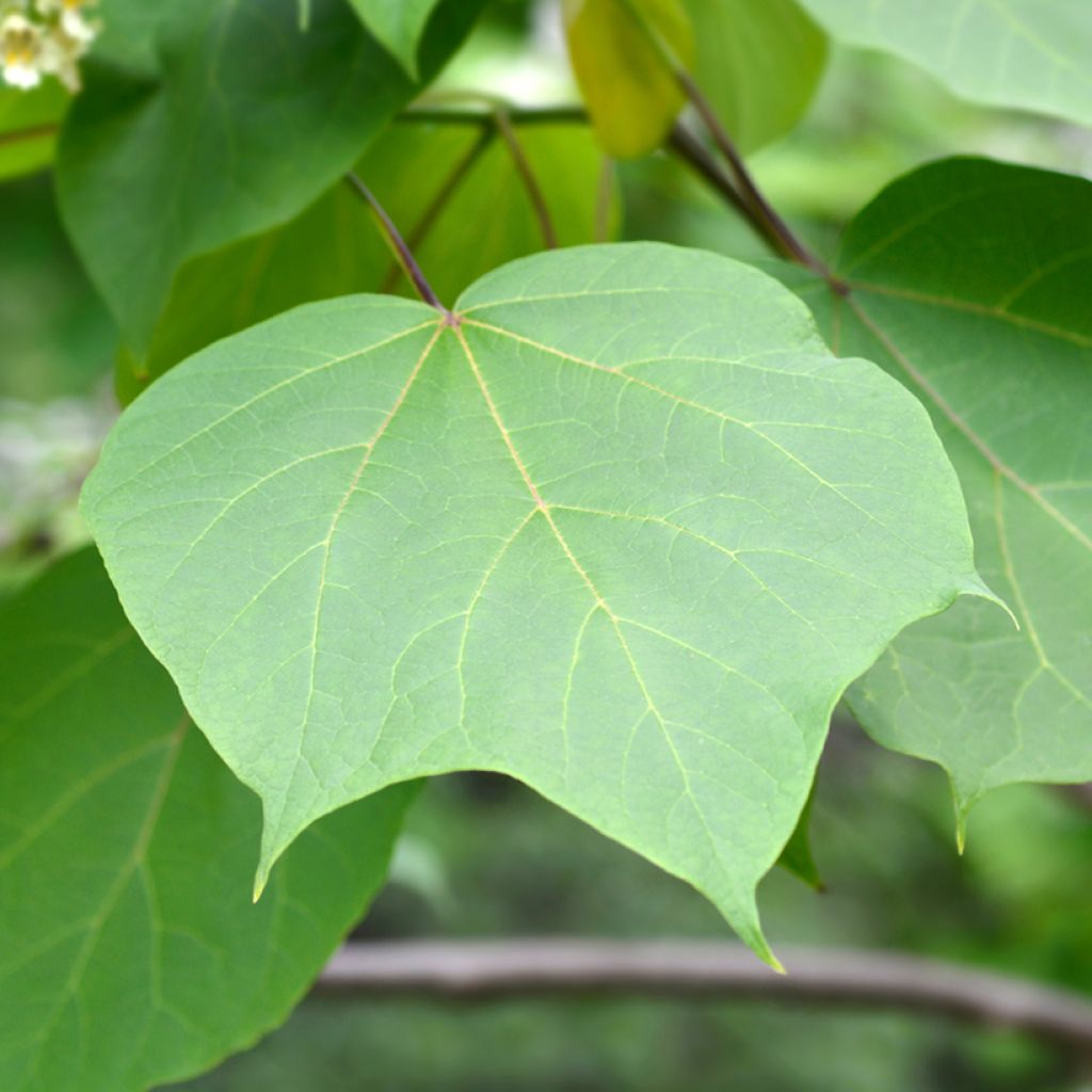 Catalpa ovata Slender Silhoutte