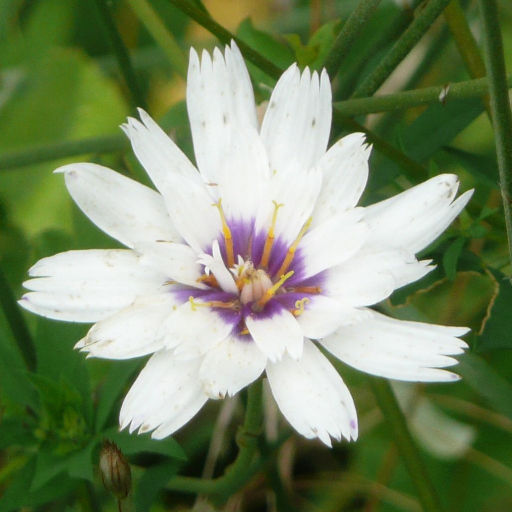 Catananche caerulea Alba, Cupidone