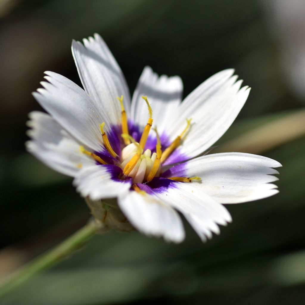 Catananche caerulea Alba