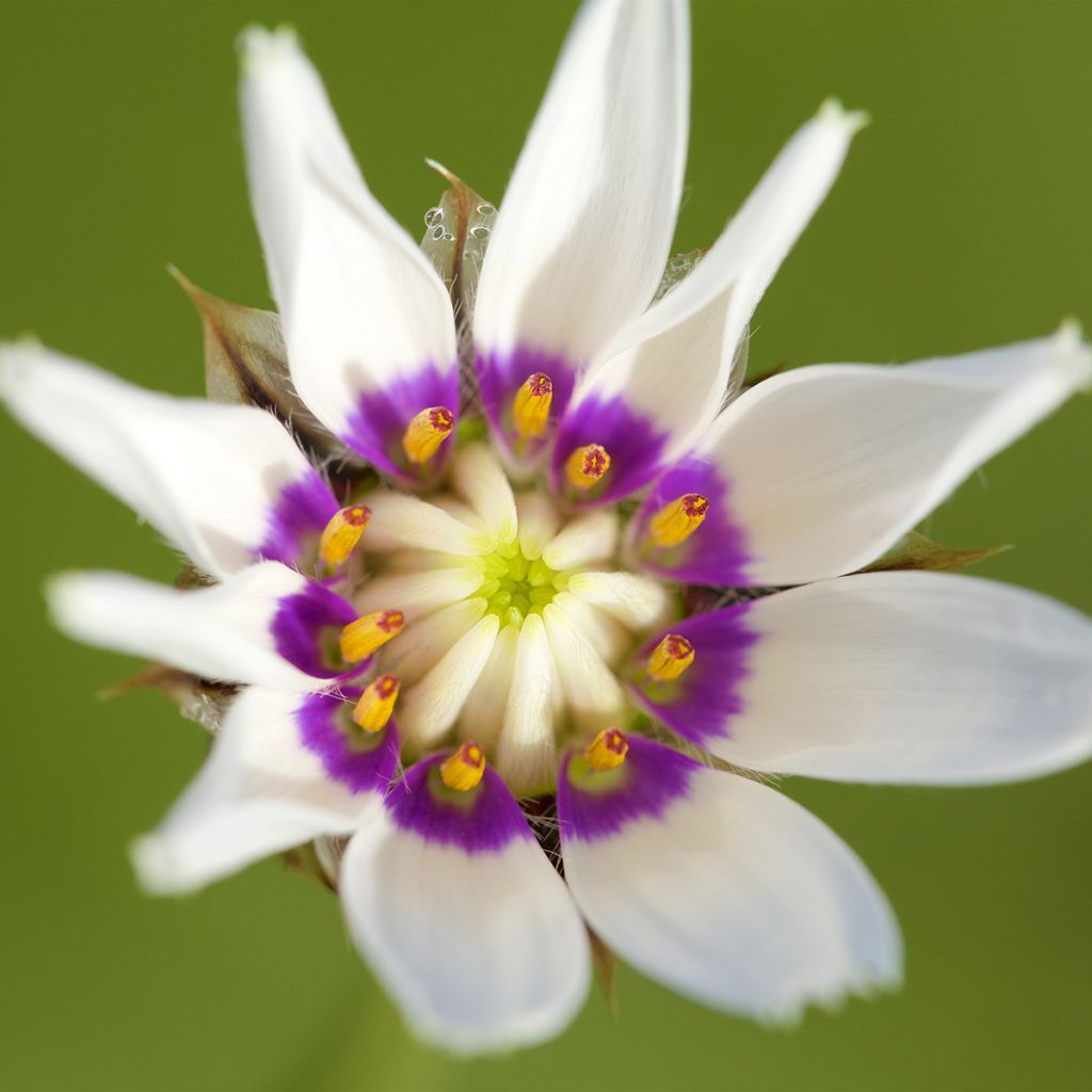 Catananche caerulea Alba