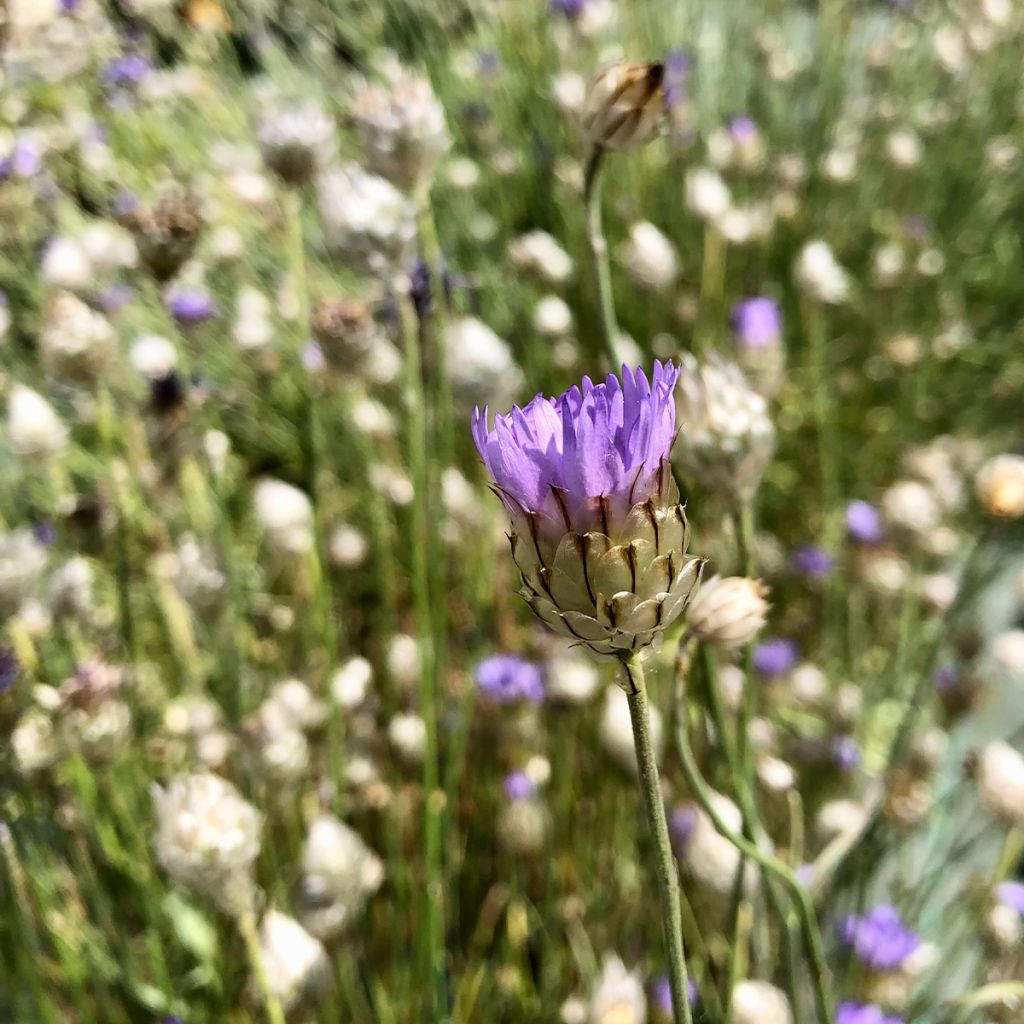 Catananche caerulea - Cupidone Godet de 8/9cm