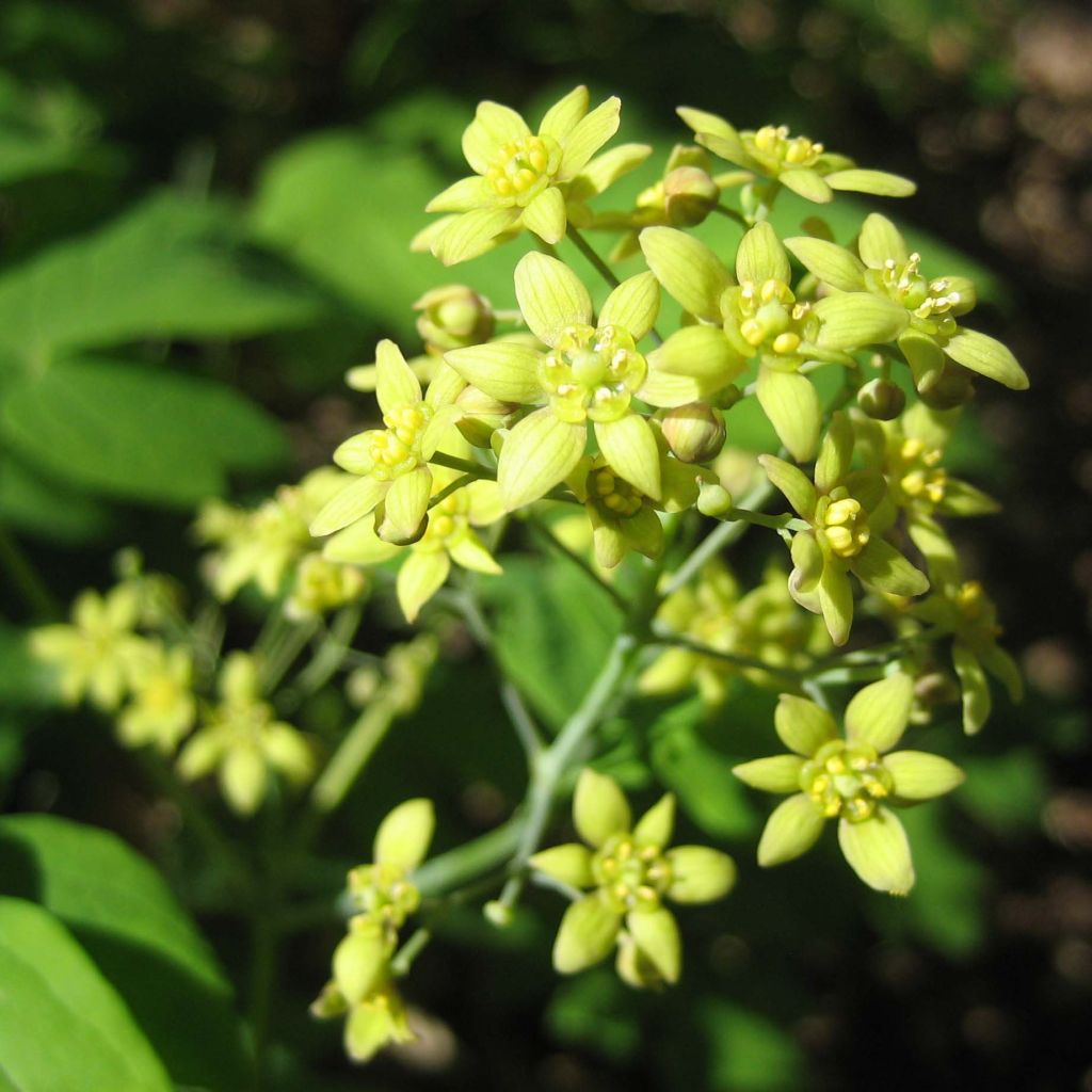 Caulophyllum thalictroides - Colosh bleu