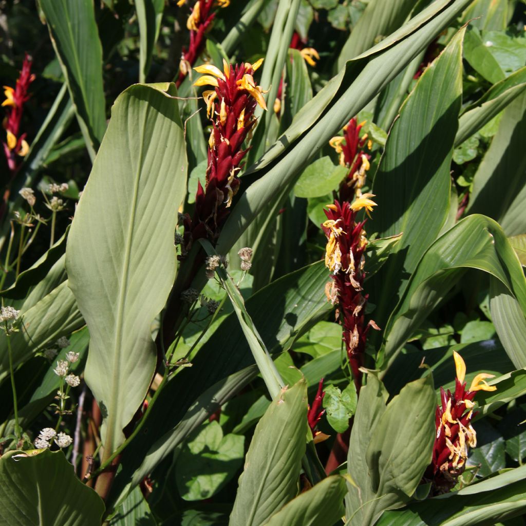 Cautleya spicata