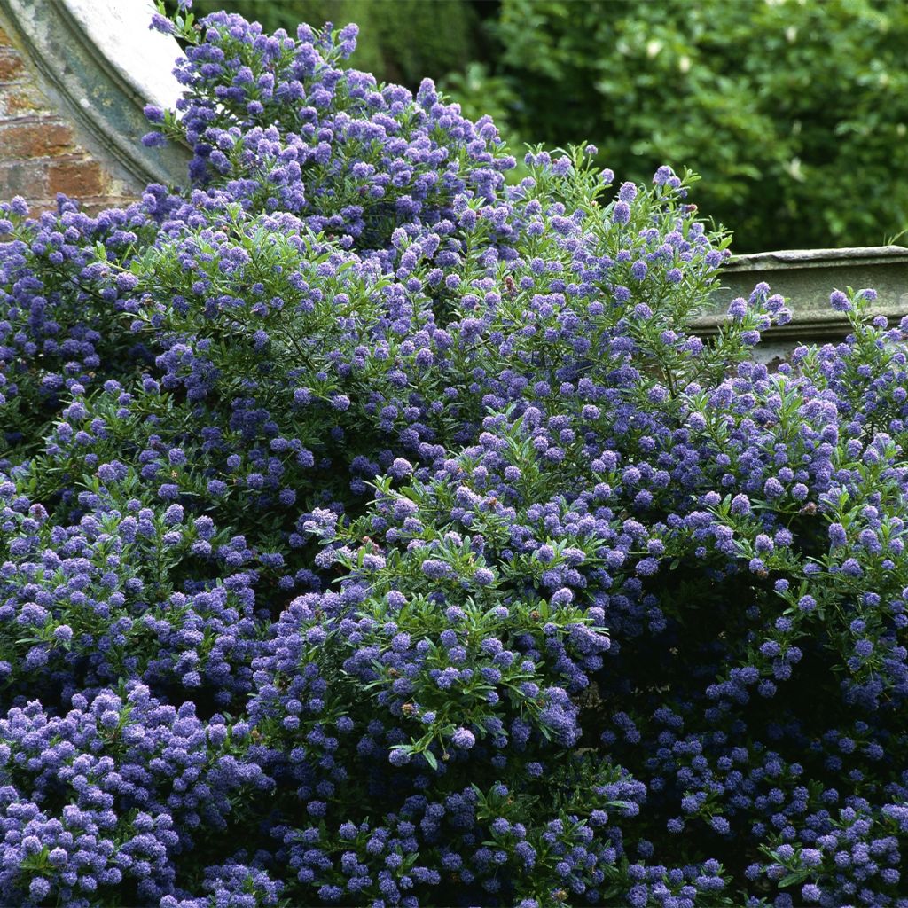 Céanothe Autumnal Blue