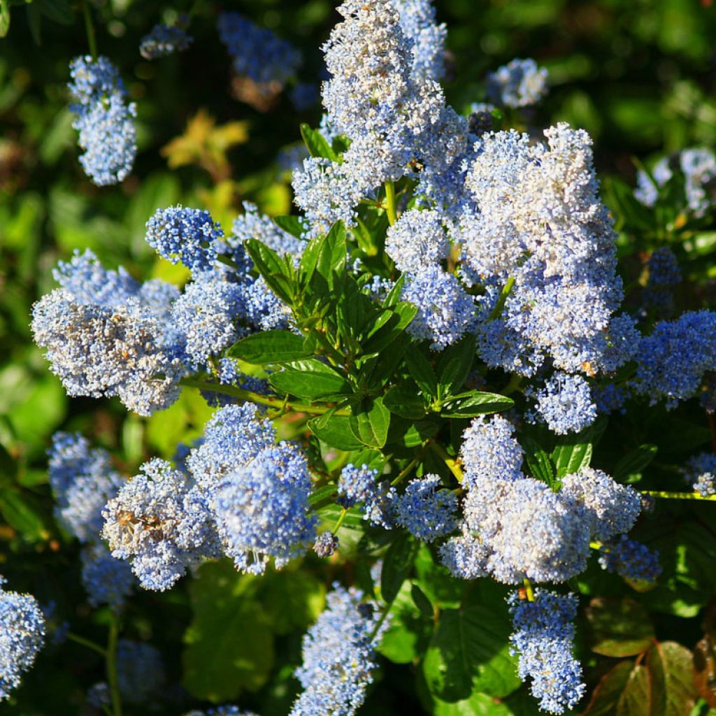 Ceanothus arboreus Concha - Lilas de Californie