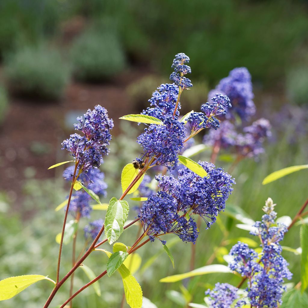 Ceanothus delilianus Comtesse De Paris