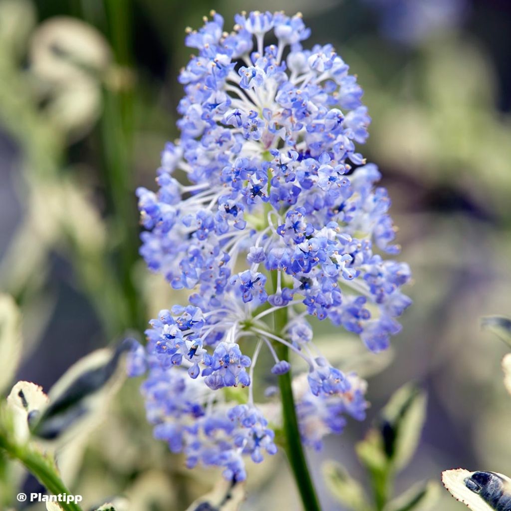 Céanothe impressus Cool Blue - Lilas de Californie