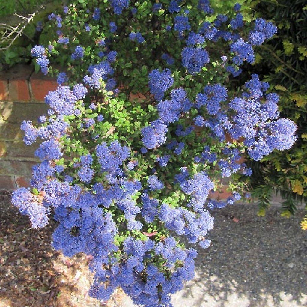 Céanothe impressus Puget blue - Lilas de Californie