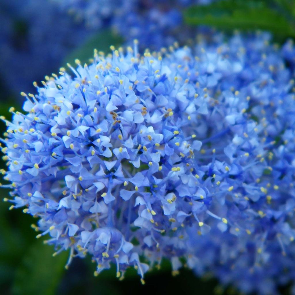 Ceanothus impressus Victoria