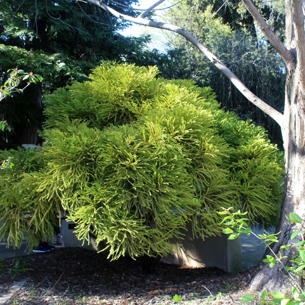 Sugi Globosa Nana - Cryptomeria japonica