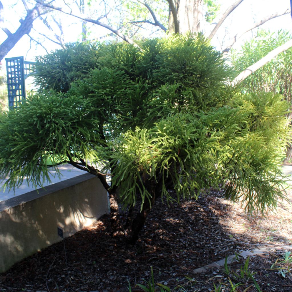 Sugi Globosa Nana - Cryptomeria japonica