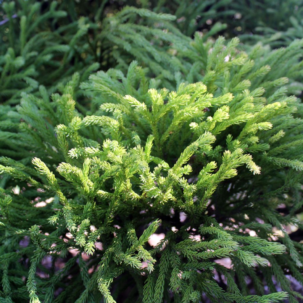 Sugi Globosa Nana - Cryptomeria japonica