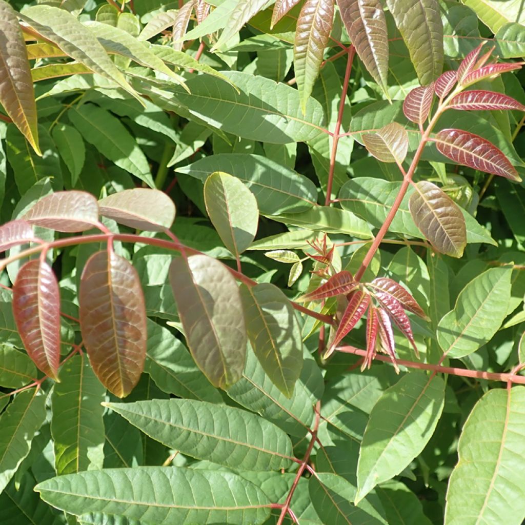 Cedrela sinensis, Toona sinensis - Acajou de Chine