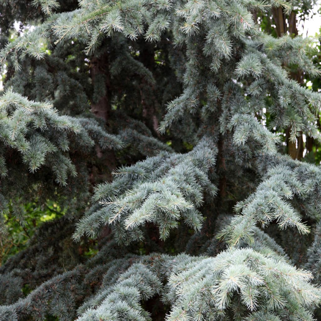 Cedrus deodara Karl Fuchs - Cedro del Himalaya, Cedro deodar, Cedro de la India