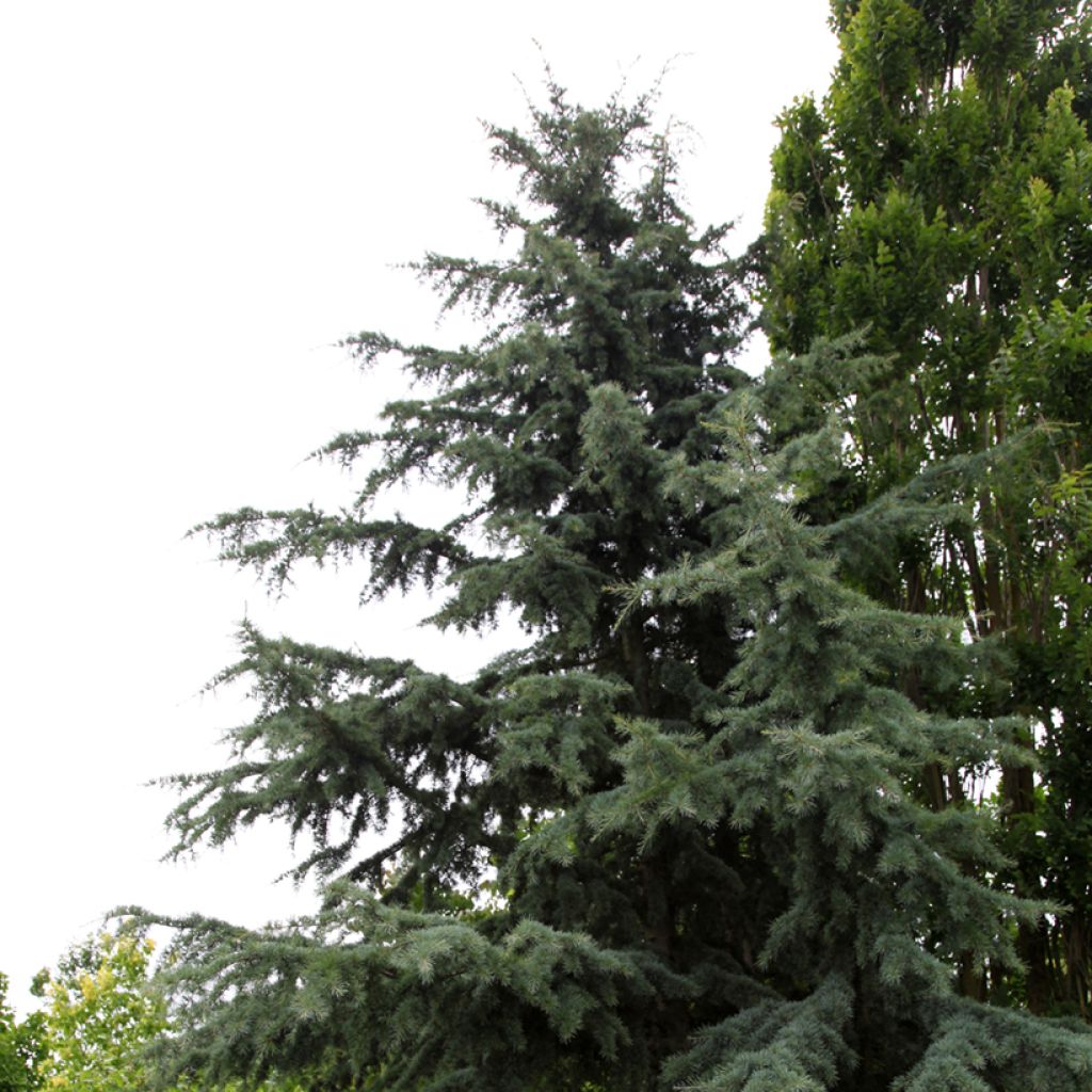 Cedrus deodara Karl Fuchs - Cedro del Himalaya, Cedro deodar, Cedro de la India