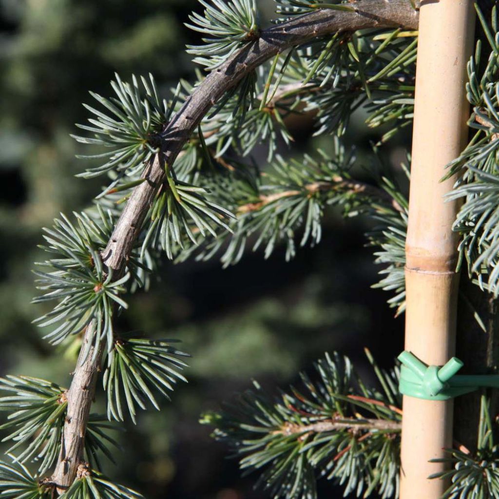 Cèdre de l'Atlas pleureur - Cedrus libani Atlantica Pendula