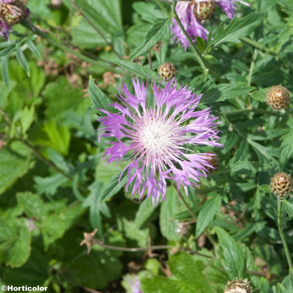 Centaurée, Centaurea bella