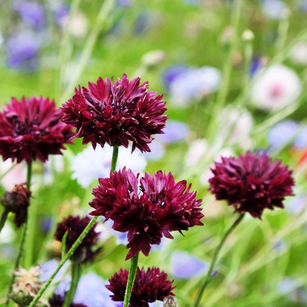 Graines de Centaurée bleuet Black Ball - Centaurea cyanus