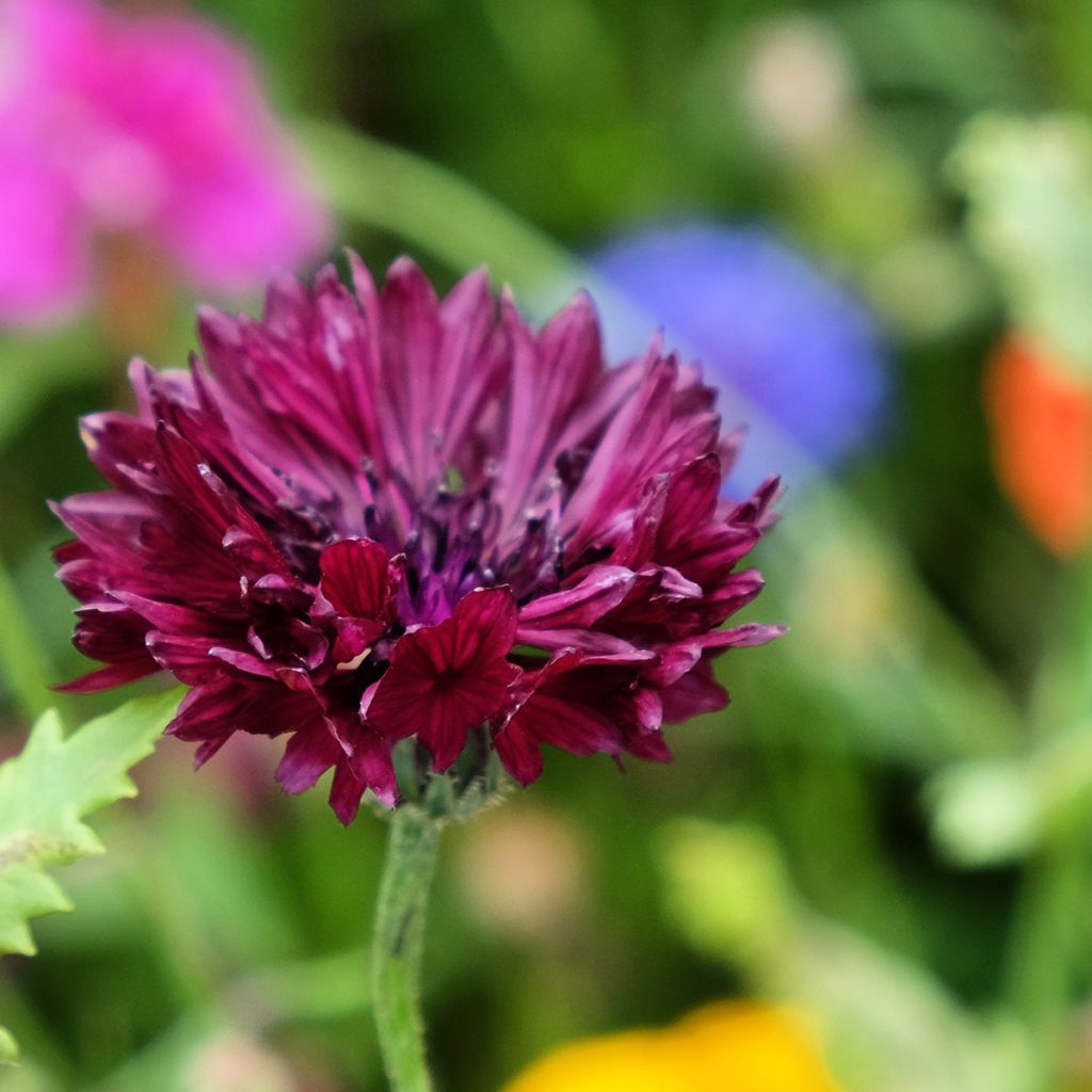 Graines de Centaurée bleuet Black Ball - Centaurea cyanus