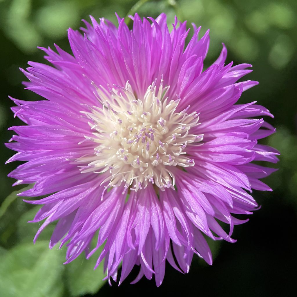 Centaurea dealbata - Centaurea