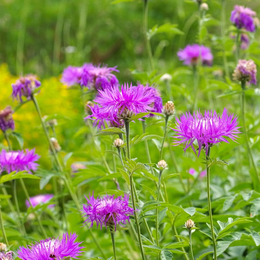 Centaurea dealbata - Centaurea