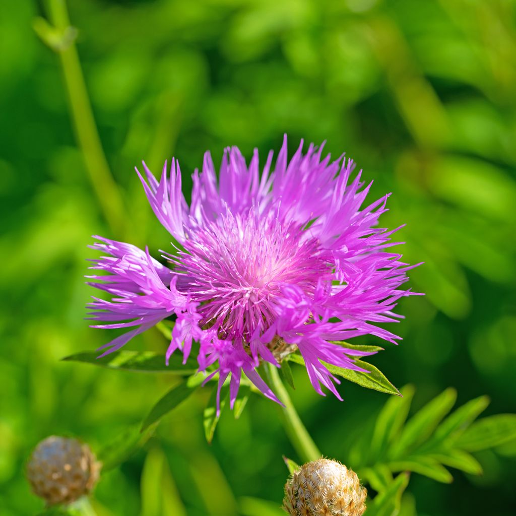 Centaurea dealbata - Centaurea