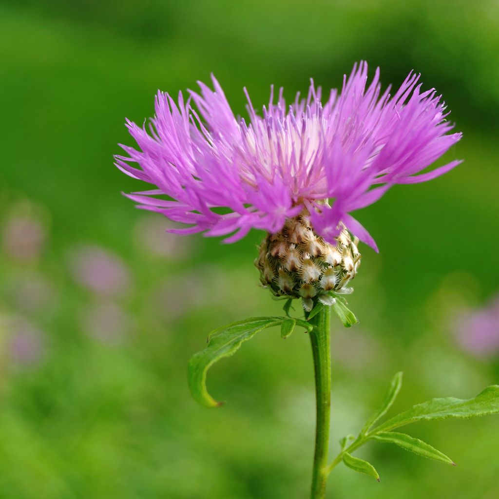 Centaurea dealbata - Centaurea