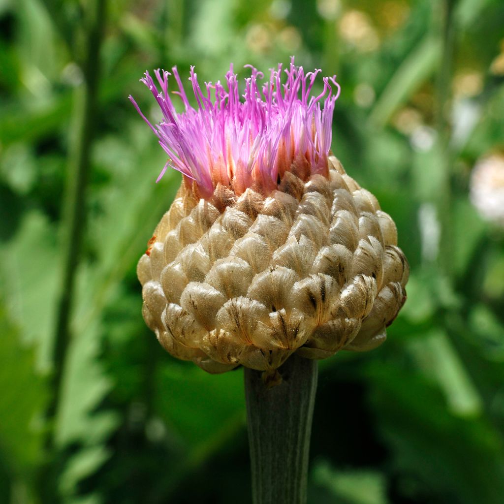 Centaurea dealbata - Centaurea