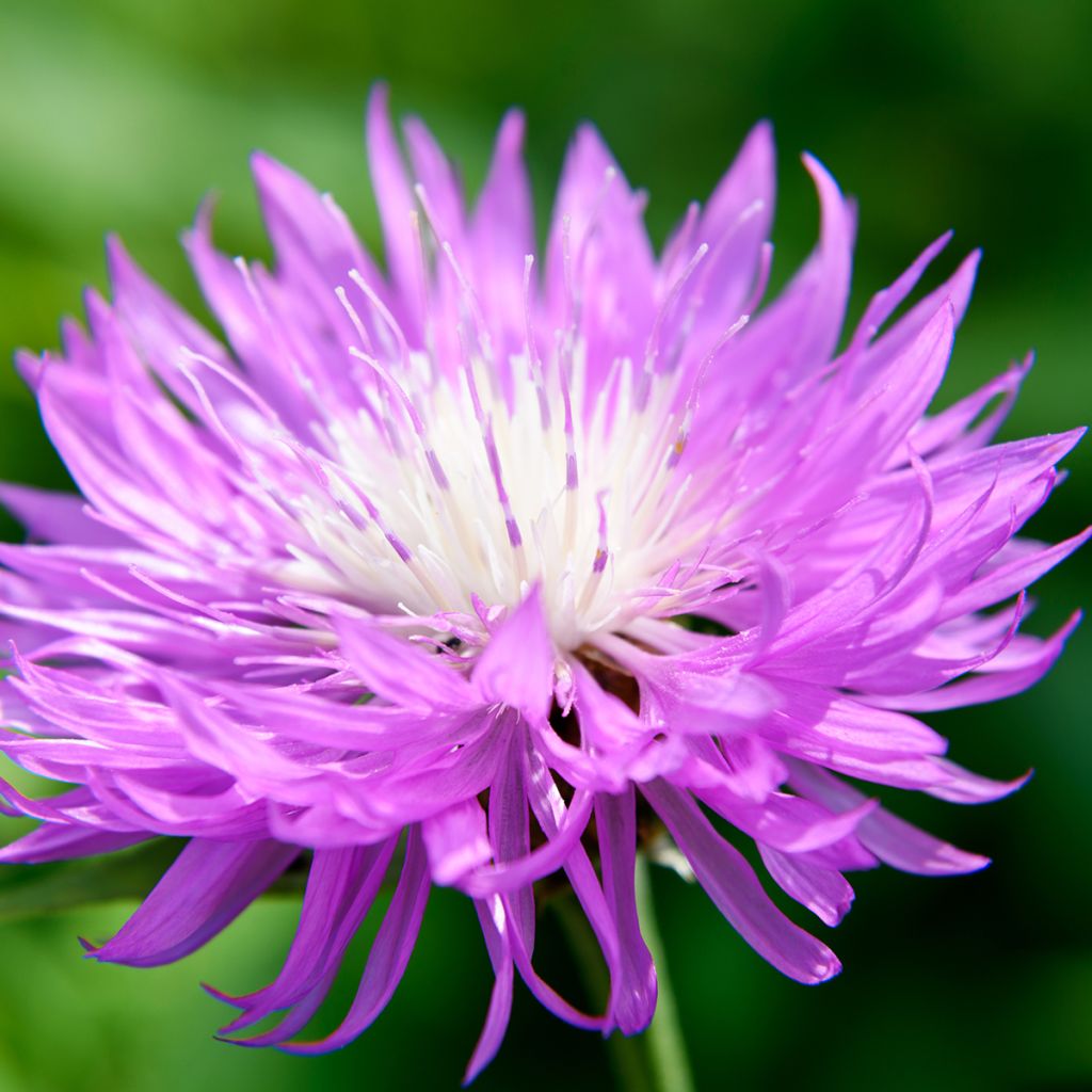 Centaurea dealbata - Centaurea