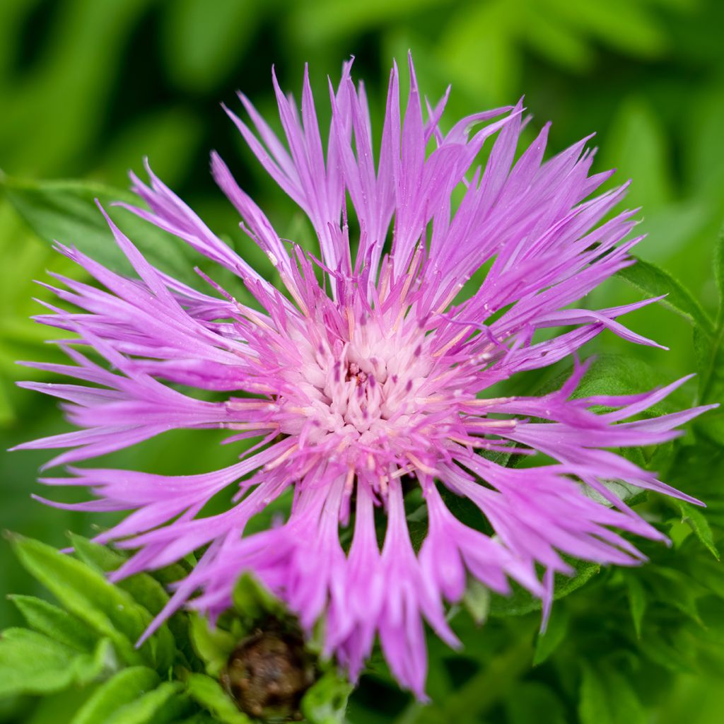 Centaurea dealbata - Centaurea