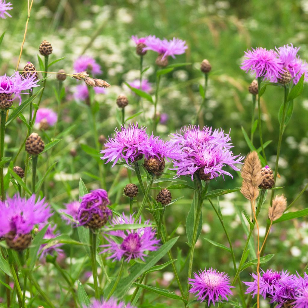 Centaurea jacea